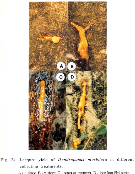 천년의황칠 이미지